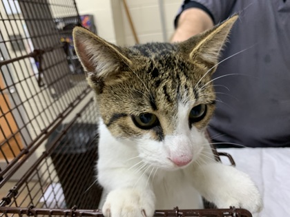 Shelter Stray Male Cat last seen Near Gamecock Avenue, City of Charleston, SC, 2455 Remount Rd, North Charleston, SC 29406, USA