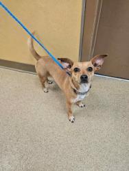 Shelter Stray Female Dog last seen Near blk of Hickerson St, Cedar Hill, TX, 1150 E Pleasant Run Rd, Cedar Hill, TX 75104, USA