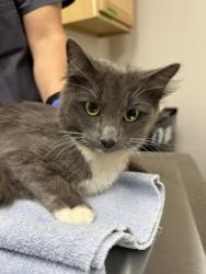 Shelter Stray Female Cat last seen Near COLOMA RD, Rancho Cordova, CA, 6201 Florin Perkins Rd, Sacramento, CA 95828, USA