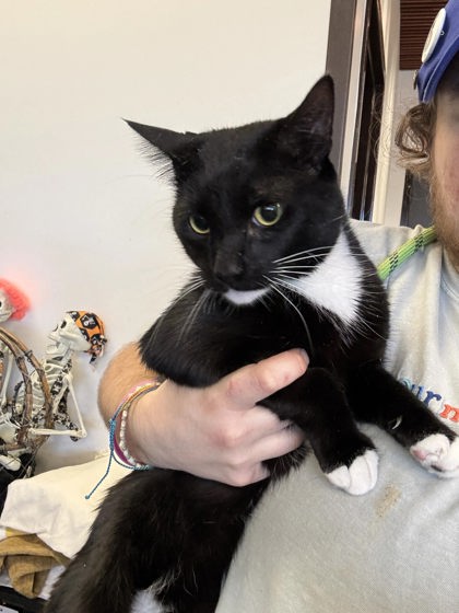 Shelter Stray Male Cat last seen Near E Main Street, East Point, GA, 1251 Fulton Industrial Blvd NW, Atlanta, GA 30336, USA