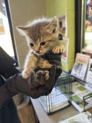 Shelter Stray Female Cat last seen Near Panoramic Way Apt. 106, Knox County GP, TN, 3201 Division St, Knoxville, TN 37919, USA