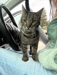 Found/Stray Male Cat last seen In the area of Laurelglen, Bakersfield, CA 93309