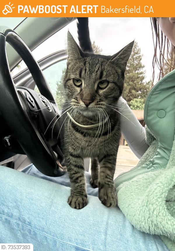 Found/Stray Male Cat last seen In the area of Laurelglen, Bakersfield, CA 93309