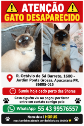 Lost Male Cat last seen R. Octávio de Sá Barreto, 1600 - Jardim Ponta Grossa, Apucarana PR, 86805-015, Jardim Ponta Grossa, PR 86805-015