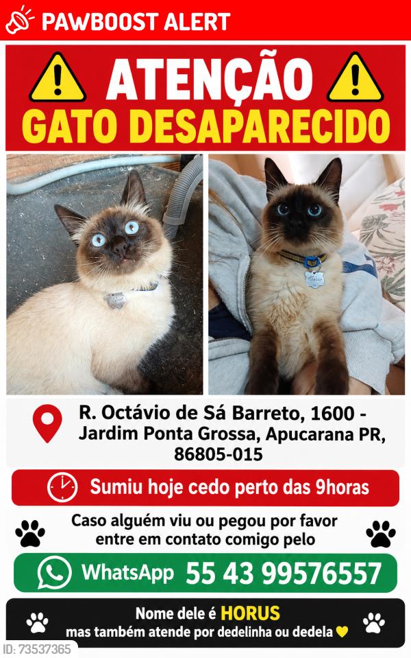 Lost Male Cat last seen R. Octávio de Sá Barreto, 1600 - Jardim Ponta Grossa, Apucarana PR, 86805-015, Jardim Ponta Grossa, PR 86805-015