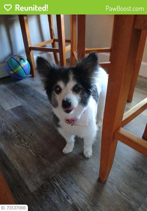 Reunited Female Dog last seen Near W Shelterwood Dr, Boise, ID 83709, USA, Boise, ID 83709