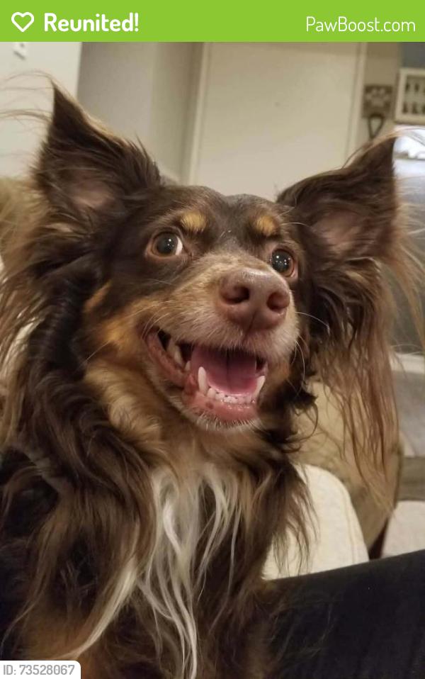 Reunited Male Dog last seen Rainbow, Charleston, Las Vegas, NV 89145