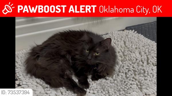 Lost Female Cat last seen Wilshire and Coltrane, Oklahoma City, OK 73121