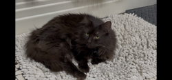Lost Female Cat last seen Wilshire and Coltrane, Oklahoma City, OK 73121