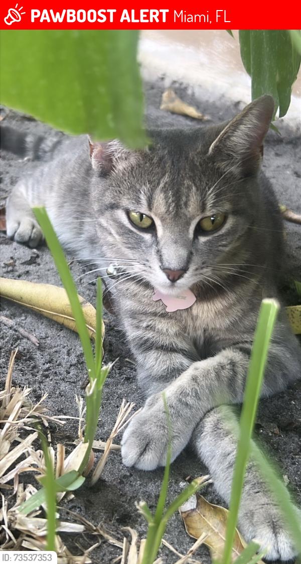 Lost Female Cat last seen Around the neighborhood, Miami, FL 33126