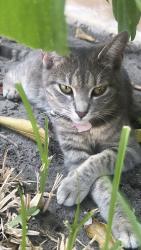 Lost Female Cat last seen Around the neighborhood, Miami, FL 33126