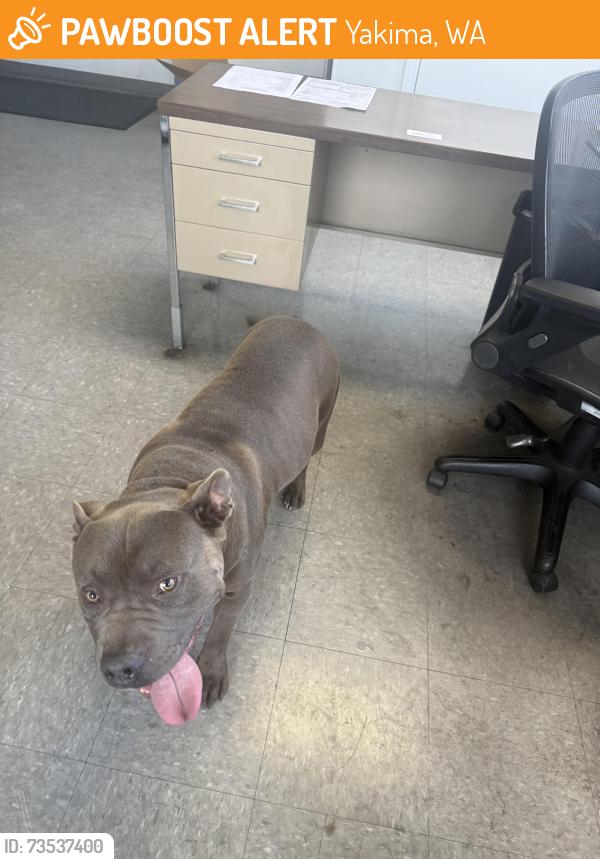 Found/Stray Male Dog last seen 1st ave Yakima, Yakima, WA 98902