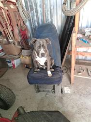 Lost Male Dog last seen Pionner ave y prospect, Porterville, CA 93257