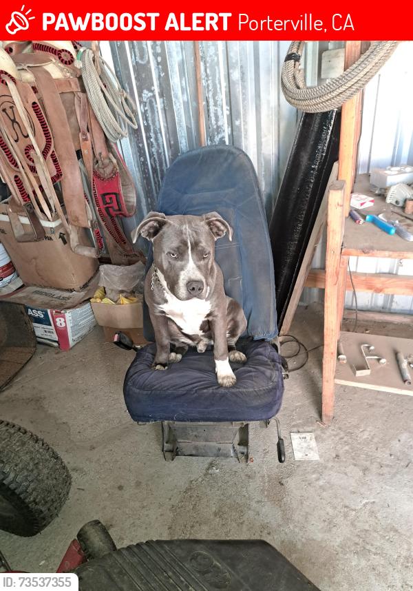 Lost Male Dog last seen Pionner ave y prospect, Porterville, CA 93257
