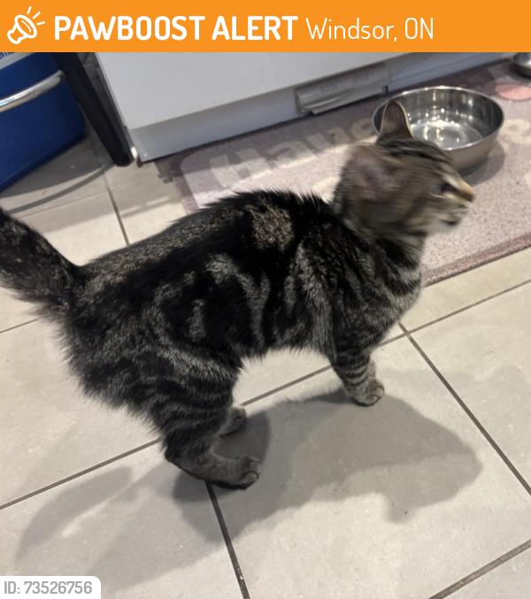 Found/Stray Unknown Cat last seen College and Brock, Windsor, ON 48226