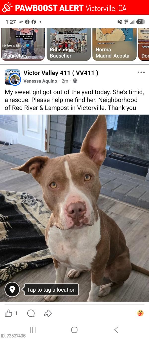 Lost Female Dog last seen Red River & Lampost, Victorville, Victorville, CA 92392