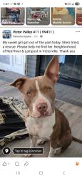 Lost Female Dog last seen Red River & Lampost, Victorville, Victorville, CA 92392