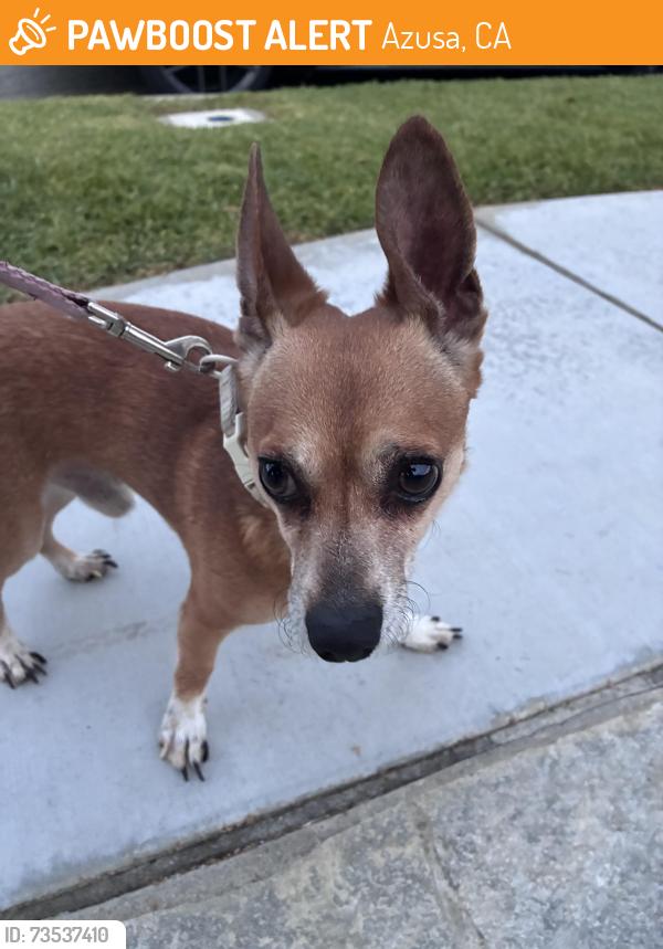 Found/Stray Male Dog last seen Lori Anne, Azusa, CA 91702