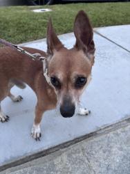 Found/Stray Male Dog last seen Lori Anne, Azusa, CA 91702