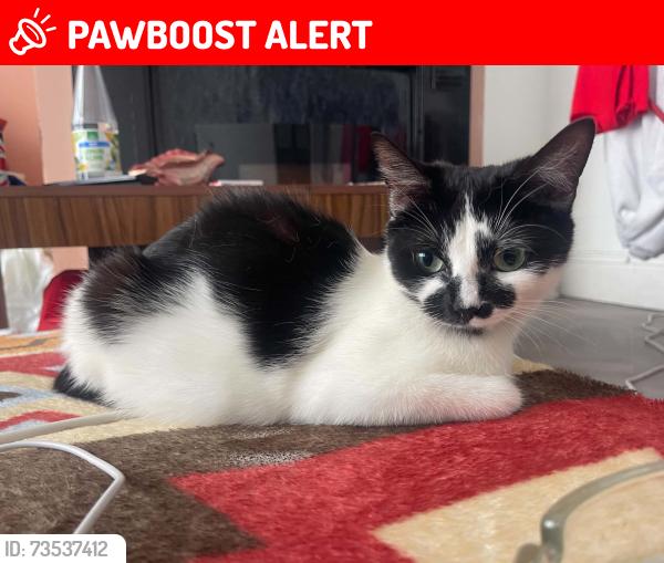 Lost Female Cat last seen Bd5, West Yorkshire, England BD5 0NJ