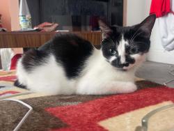 Lost Female Cat last seen Bd5, West Yorkshire, England BD5 0NJ