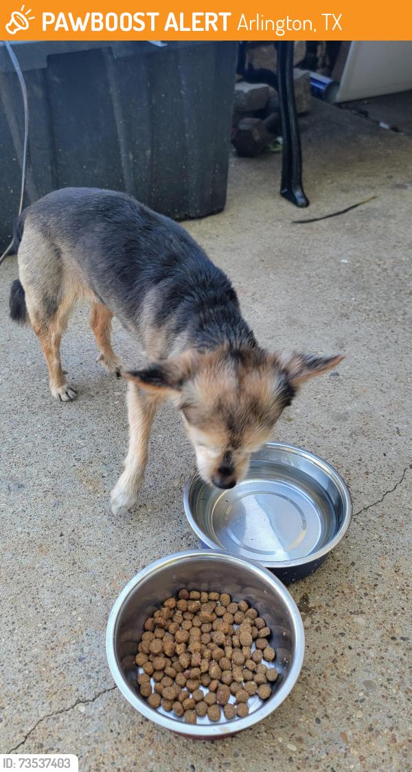 Found/Stray Female Dog last seen Red water y caplin, Arlington, TX 76018