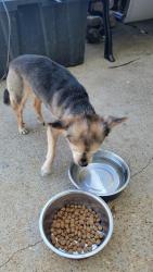 Found/Stray Female Dog last seen Red water y caplin, Arlington, TX 76018