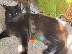 Lost Male Cat last seen Near Saint Ives way, Savannah, GA 31419