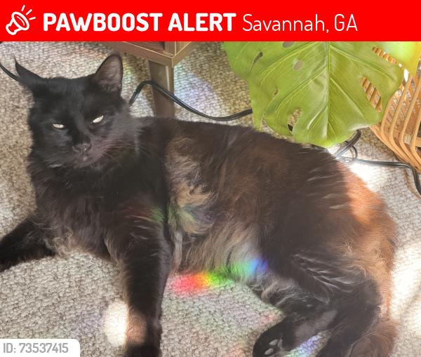 Lost Male Cat last seen Near Saint Ives way, Savannah, GA 31419