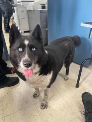 Reunited Female Dog last seen Ross and Atlantic, Saint Paul, MN 55106