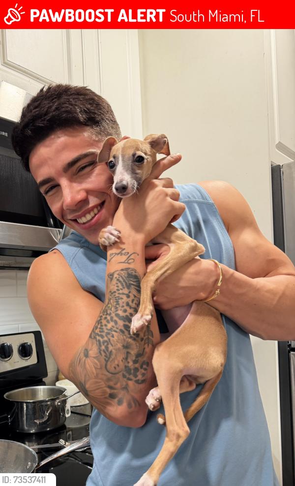 Lost Female Dog last seen South Miami, South Miami, FL 33143
