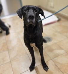 Shelter Stray Male Dog last seen 230th and halsey, FAIRVIEW, OR, 97024, 1700 W Historic Columbia River Hwy, Troutdale, OR 97060, USA