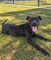 Shelter Stray Female Dog last seen Near Rue Royale, LAFAYETTE, LA, 70507, 410 Dugas Rd, Lafayette, LA 70507, USA