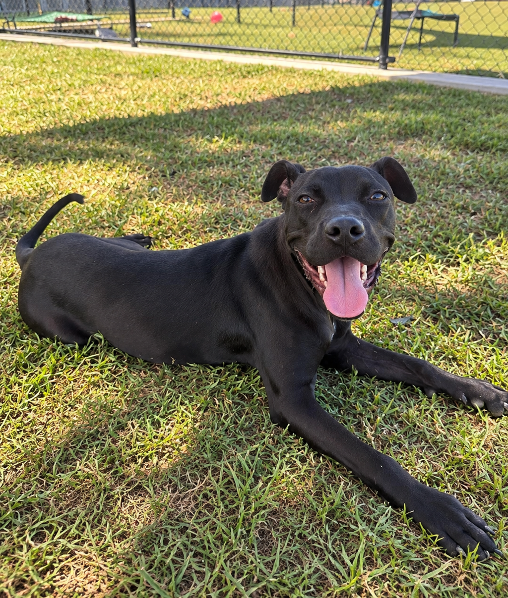 Shelter Stray Female Dog last seen Near Rue Royale, LAFAYETTE, LA, 70507, 410 Dugas Rd, Lafayette, LA 70507, USA
