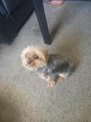 Lost Female Dog last seen Tropicana/ Koval/ Harmon, Las Vegas Valley, NV 89121