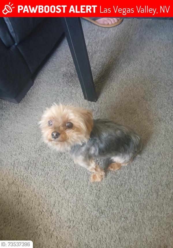 Lost Female Dog last seen Tropicana/ Koval/ Harmon, Las Vegas Valley, NV 89121