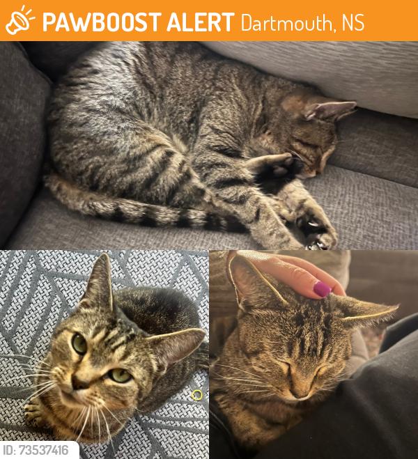Found/Stray Male Cat last seen Mic Mac drive, Dartmouth, NS 