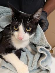 Shelter Stray Male Cat last seen Near Willie James Jones Avenue, San Diego, CA, 92102, 5500 Gaines St, San Diego, CA 92110, USA