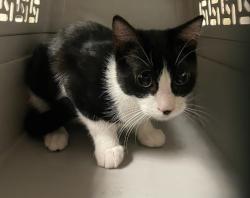 Shelter Stray Male Cat last seen Promesa apartments in parking lot, AUSTIN, TX, 78750, 7201 Levander Loop bldg a, Austin, TX 78702, USA