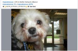 Shelter Stray Male Dog last seen Near Milburn Lane, AUSTIN, TX, 78702, 7201 Levander Loop bldg a, Austin, TX 78702, USA