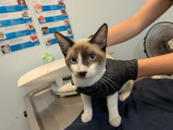 Shelter Stray Male Cat last seen Near Willie James Jones Avenue, San Diego, CA, 92102, 5500 Gaines St, San Diego, CA 92110, USA