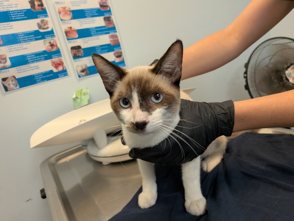 Shelter Stray Male Cat last seen Near Willie James Jones Avenue, San Diego, CA, 92102, 5500 Gaines St, San Diego, CA 92110, USA