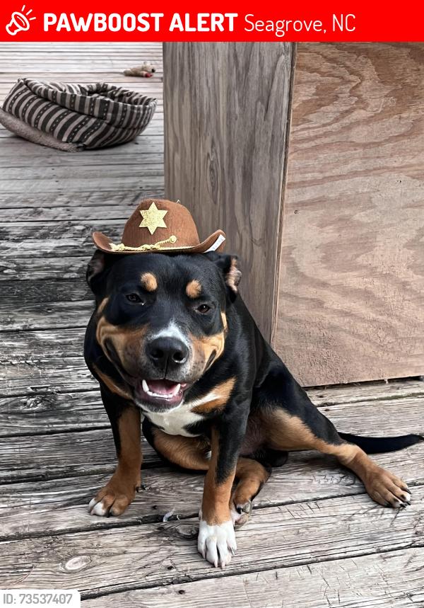 Lost Male Dog last seen Ridge Road and Clyde king, Seagrove, NC 27341