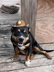 Lost Male Dog last seen Ridge Road and Clyde king, Seagrove, NC 27341