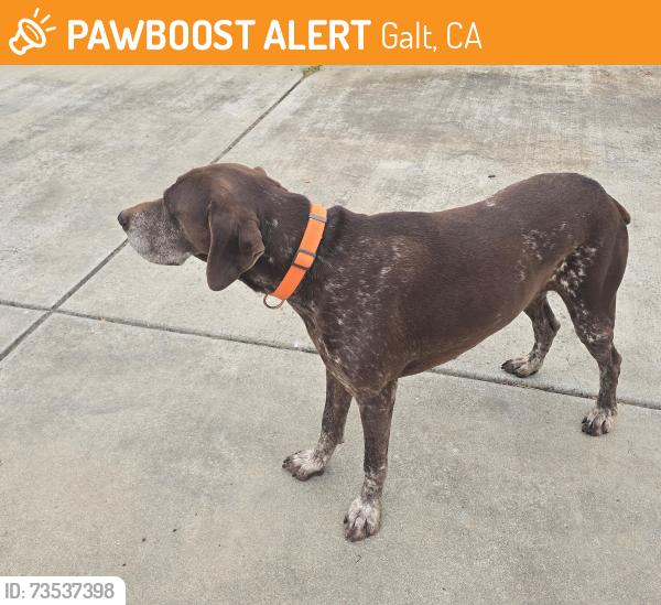 Found/Stray Male Dog last seen Simko Ranch Lane, Galt, CA 95632