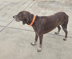 Found/Stray Male Dog last seen Simko Ranch Lane, Galt, CA 95632