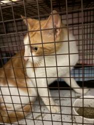 Reunited Male Cat last seen Leopold St, Burlington, MA 01803