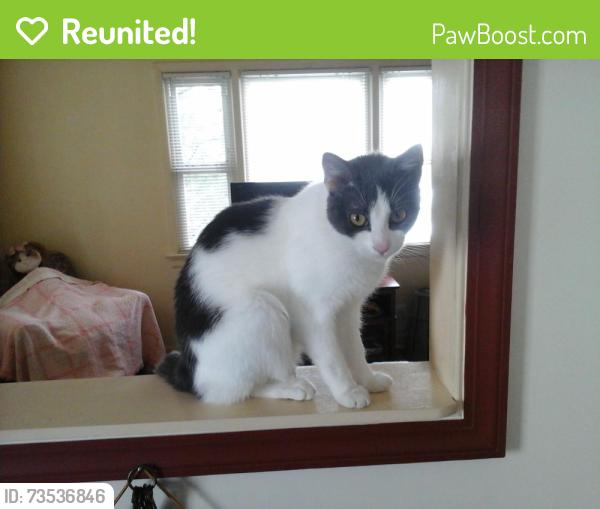 Reunited Female Cat last seen Hickory St and Putnum Ave. And Poe Pl e Edison NJ, Edison, NJ 08817