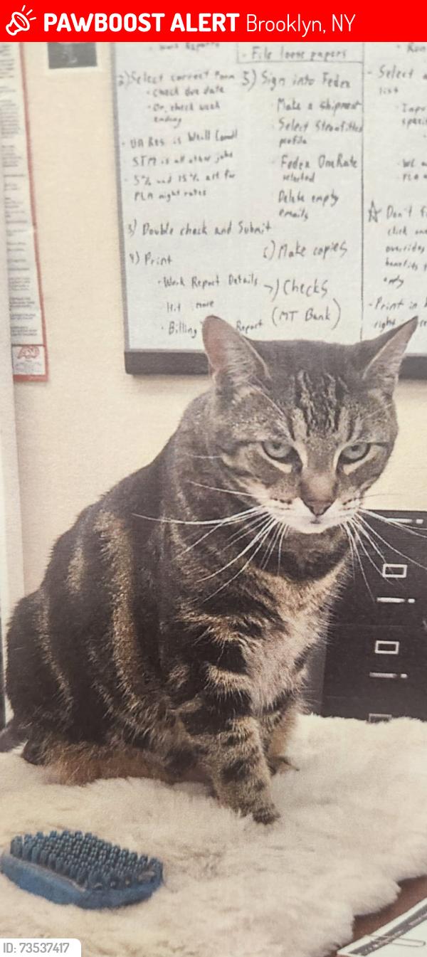 Lost Male Cat last seen 1st and 2nd Ave, Brooklyn, NY 11232