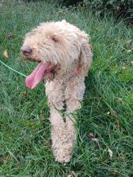 Reunited Female Dog last seen Perris Blvd, Moreno Valley, CA 92557